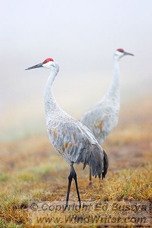 Cranes in the Mist - Image 100-5933 - Image &copy; Copyright Ed Bustya --- Birds, Bosque Del Apache, Fesitval of the Cranes, NWR, National Wildlife Refuge, New Mexico, Sandhill Crane, birds, Bosque Del Apache NWR