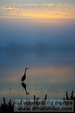 Misty Morning Sunrise - Image 100-7678 - Image &copy; Copyright Ed Bustya --- Birds, Bosque Del Apache, Fesitval of the Cranes, Great Blue Heron, NWR, National Wildlife Refuge, New Mexico, birds, foggy, Snow Geese, Sandhill Crane, Snow Goose, morning, misty, Bosque Del Apache NWR