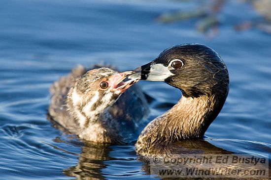 Pied-Billed Grebe and "Grebeling" - Image 103-2092 - Image &copy; Copyright Ed Bustya --- Tualatin River NWR, Tualatin River, NWR, birds, waterfowl, Steinborn, National Wildlife Refuge, Sherwood, Pied-Billed Grebe, Tualatin River NWR