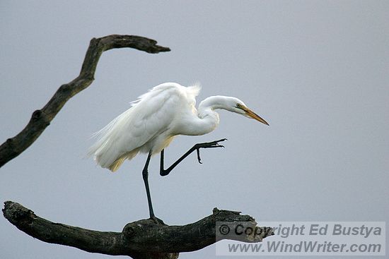 Great Egret Performs Ballet - Image 103-3505 - Image &copy; Copyright Ed Bustya --- Birds, Great Egret, NWR, National Wildlife Refuge, Sherwood, Steinborn, Tualatin River, Tualatin River NWR, birds, Tualatin River National Wildlife Refuge
