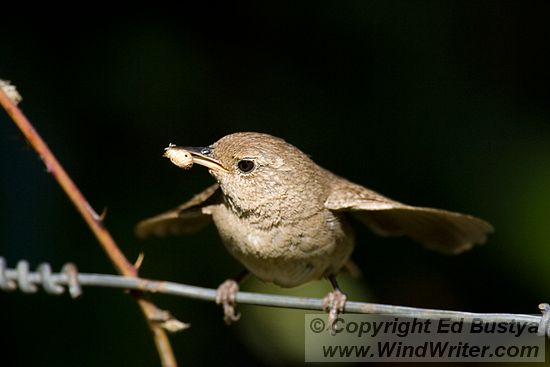 House Wren with Insect - Image 103-6064 - Image &copy; Copyright Ed Bustya --- Birds, House Wren, NWR, National Wildlife Refuge, Oleson property, Tualatin River, Tualatin River NWR, birds, Oleson Property, Tualatin River NWR
