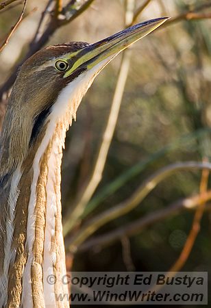 American Bittern in Reeds - Image 105-7256 - Image &copy; Copyright Ed Bustya --- American Bittern, Birds, NWR, National Wildlife Refuge, Sherwood, Steinborn, Tualatin River, Tualatin River NWR, birds, Tualatin River National Wildlife Refuge