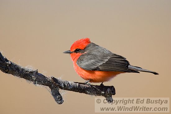Vermilion Flycatcher - Image 105-9495 - Image &copy; Copyright Ed Bustya --- Arizona, Wings Over Willcox, Whitewater Draw Wildlife Area, Vermilion Flycatcher, Arizona Game and Fish Department, AZGFD, First Place, nongame bird, Whitewater Draw Wildlife Area