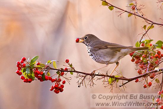 Hermit Thrush And Berries - Image 108-2136 - Image &copy; Copyright Ed Bustya --- Birds, Arizona, Verde Valley, Bubbling Ponds, Hermit Thrush, berries, AZGFD, Arizona Game and Fish Department, Bubbling Ponds