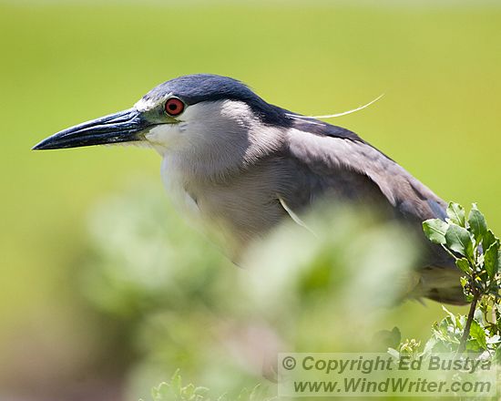 'Auku'u (Black-Crowned Night Heron) - Image 250-5023 - Image &copy; Copyright Ed Bustya --- 'Auku'u, Black-Crowned Night Heron, Hawaii, Kealia Pond, Maui, NWR, National Wildlife Refuge, Kealia Pond