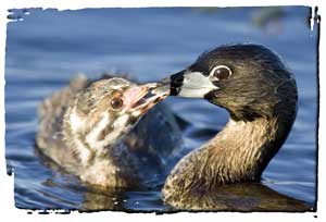 Award-winning Image 'Grebe and Grebeling', NWRA 2005 Contest Winner - &copy; Copyright Ed Bustya - www.WindWriter.com
