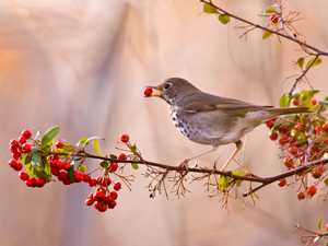 Hermit Thrush and Berries, Multiple Award Winner - &copy; Copyright Ed Bustya - www.WindWriter.com