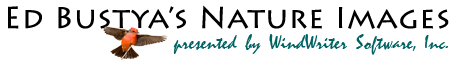 WindWriter Software, Inc. Logo